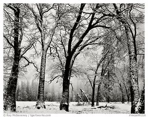 Walking Trees, El Capitan Valley, Yosemite Valley,Ray McSavaney