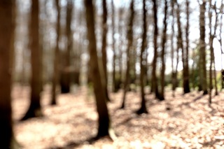 Into the woods, 1st may - 12th june,