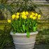 20110317172437-narcissus