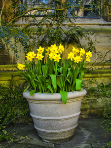 20110317172437-narcissus