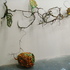 20110318131913-mingfay_junglecorridor_2011
