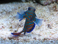 Mandarin1