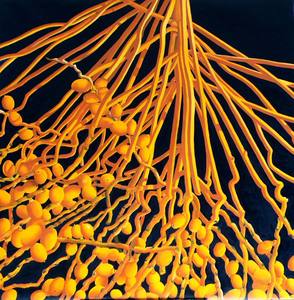 20110321010209-zenobia_s_hair_120x120cm_2010_oil_on_canvas