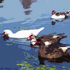 20110323153227-4_mixed_ducks_20x16