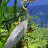 20110323163948-marshheron5-16x20