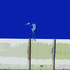 20110323170038-small_heron_on_fence_16x20