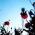 20110325092322-poppies_3