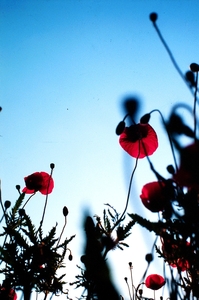 20110325092322-poppies_3