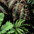 20110325151151-botanical__3a