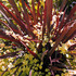 20110325151233-botanical__5a