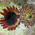 20110325151607-botanical__9a