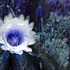 20110325151807-botanical__28a