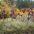 20110325151918-botanical__10a