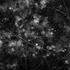 20110326214909-cosmos_2009