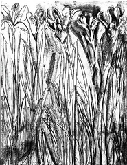 	Black & White Flowers I ,Jim Dine