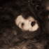 20110328230229-persephone-kalliope-amorphous