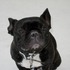 20110329233124-pugphotoshop