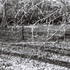 20110330075932-dudley_buds