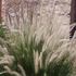 20110330084136-texasgrass20x16