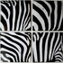 20110330173148-ajit_chauhan_zebra