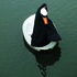 20110401091509-swanrider1