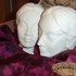 20110401102531-dcp_7343
