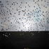 20110403221625-deer_008