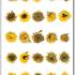 20110406135701-sunflowerweb