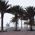20110407061501-beachpalms20x16