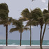 20110407064436-windblownpalms20x16