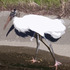20110407065327-stork_in_browns20x16