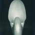 20110408122011-shell