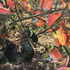 20110409123758-some_other_place_fw_med