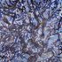 20110419004027-cafnalbadem_artslant