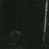 Alex_slade__forest_s_edge__naples__me__2007__toned_silver_gelatin_print__54_x_69_inches