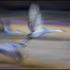 20110415140231-howley_cranesinflight04