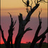 20110415140505-howley_eaglesunset