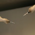 20110415164850-mis-guided_missiles_005