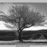 20110416085826-44_gorgy_betweenheavenandearth