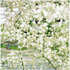 20110416131349-blossums__bg_oh