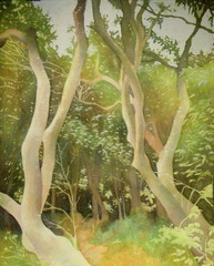 Glade, by Shaun Johnson - all rights reserved