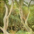 20110418153404-wcibsjohnsonmuirwoods