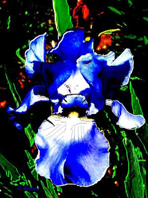 20110420081418-orchid_surprise