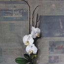 20110421143711-a_miracle