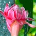 20110422031725-tropical-flower031