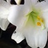 20110422031957-white-lilly-mom-_cpthick015