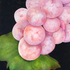 20110422163547-grapes_raw