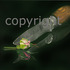 20110423030445-186_born_to_be_circumcised_70x70_c