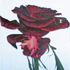 20110423151558-blackmagicrose