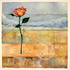 20110423151756-beachrose